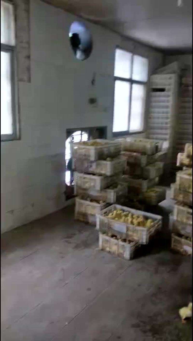 大型生态孵化基地