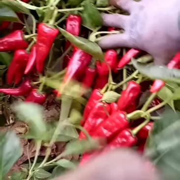 北京红，色素椒，