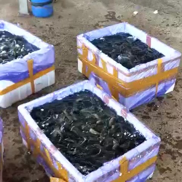 优质泥鳅苗，优质泥鳅种苗