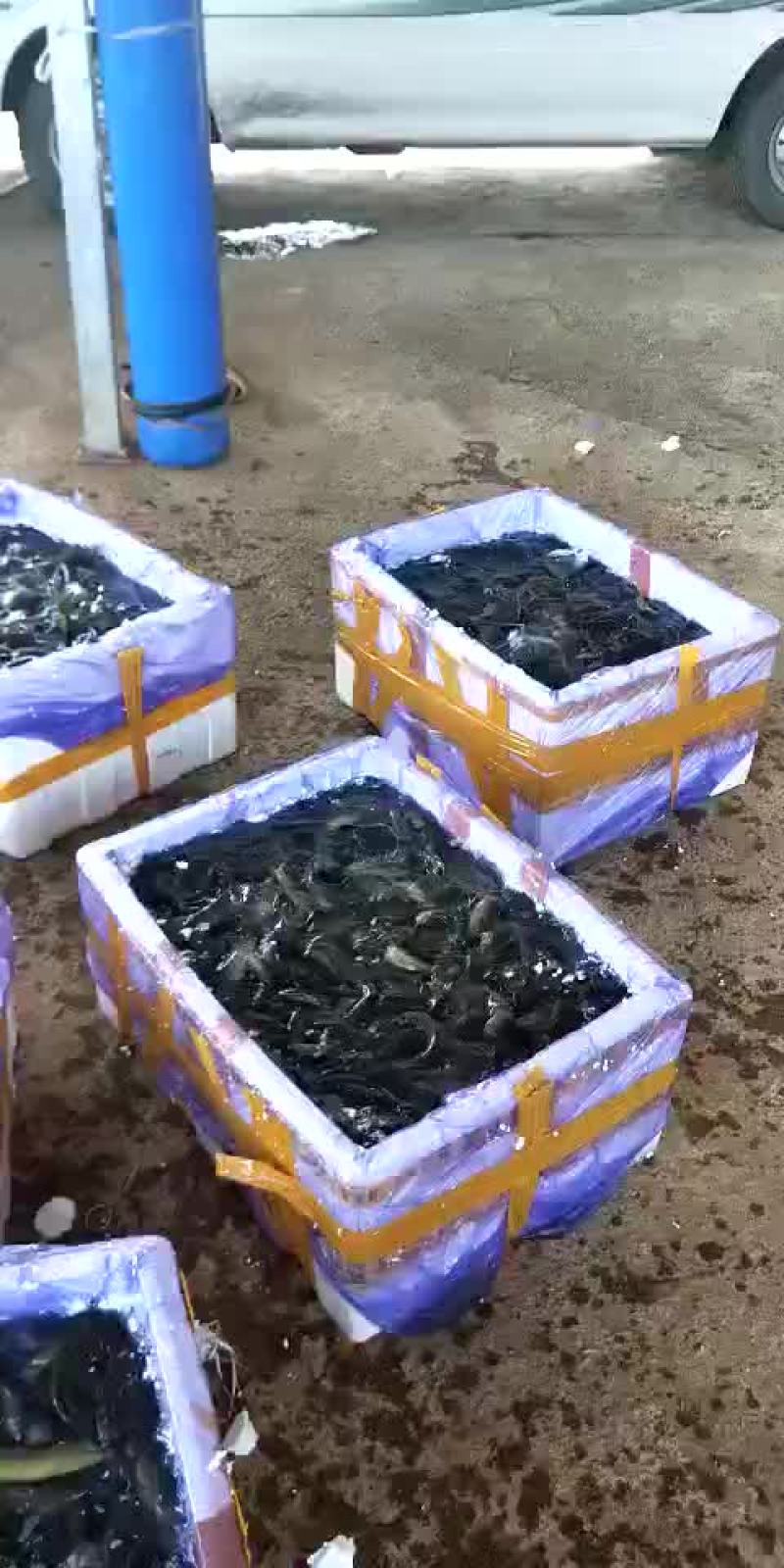 优质泥鳅苗，优质泥鳅种苗