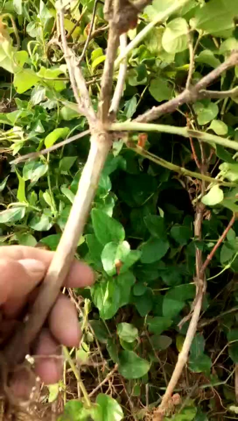 金银花苗