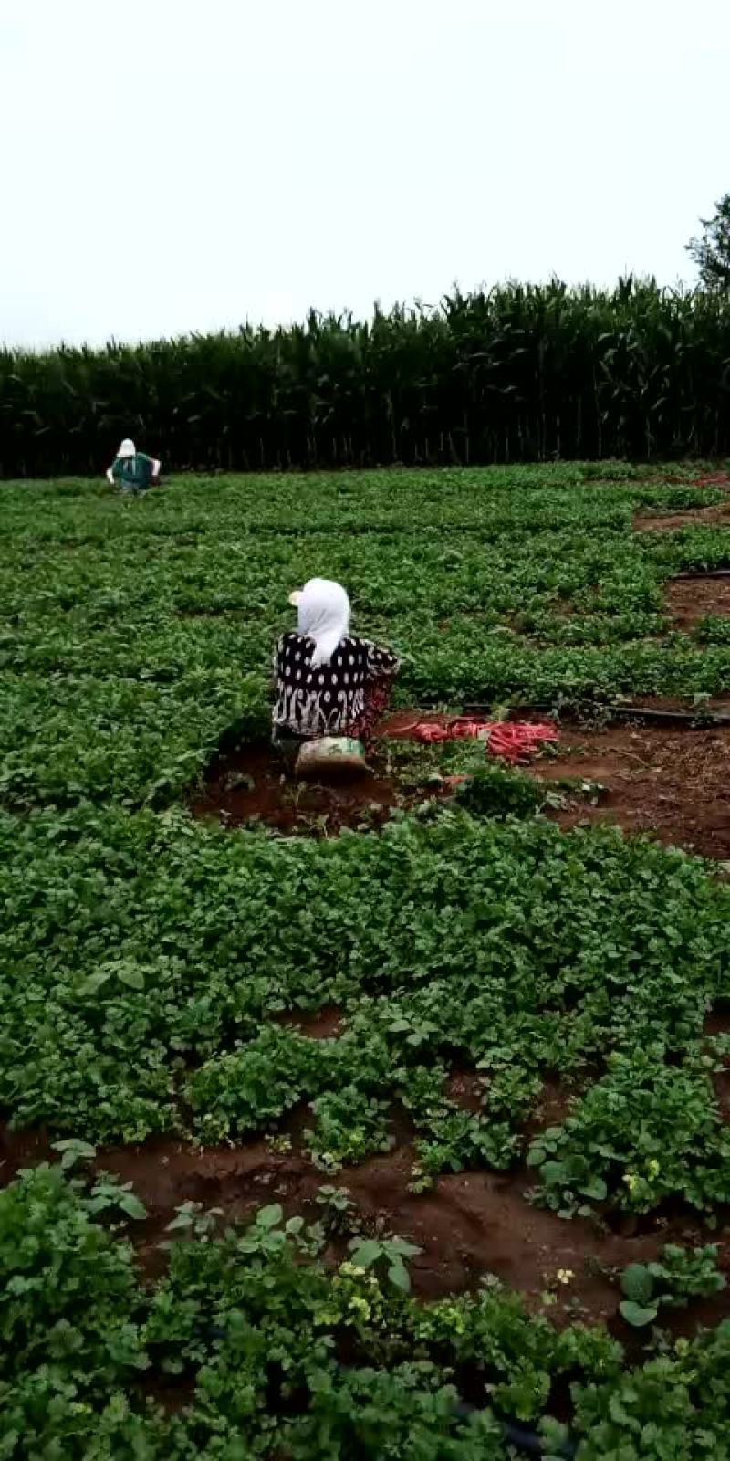 香菜