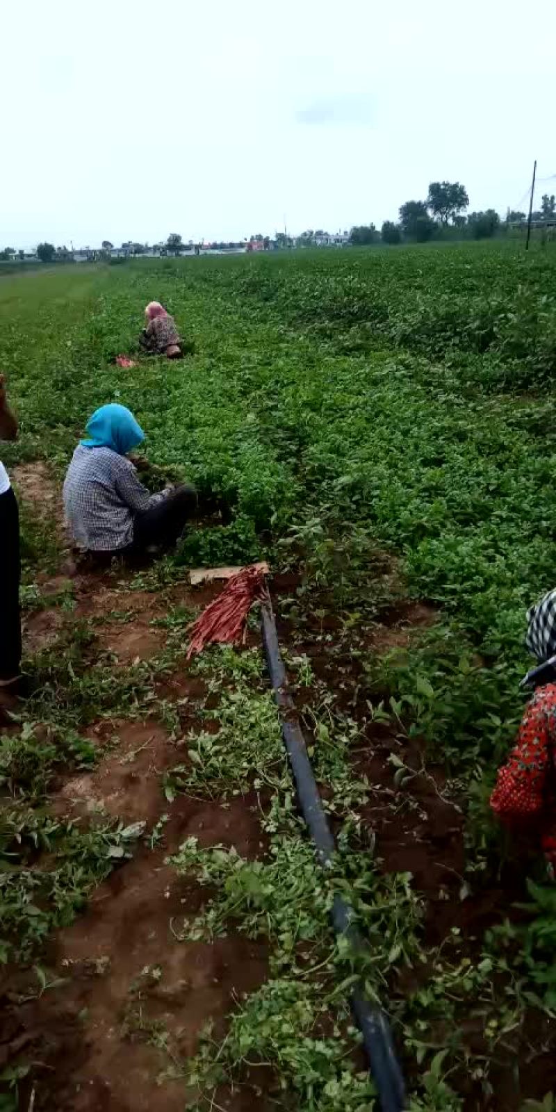 香菜