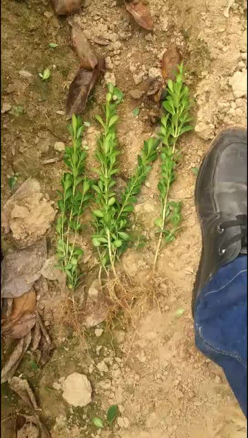 黄杨苗