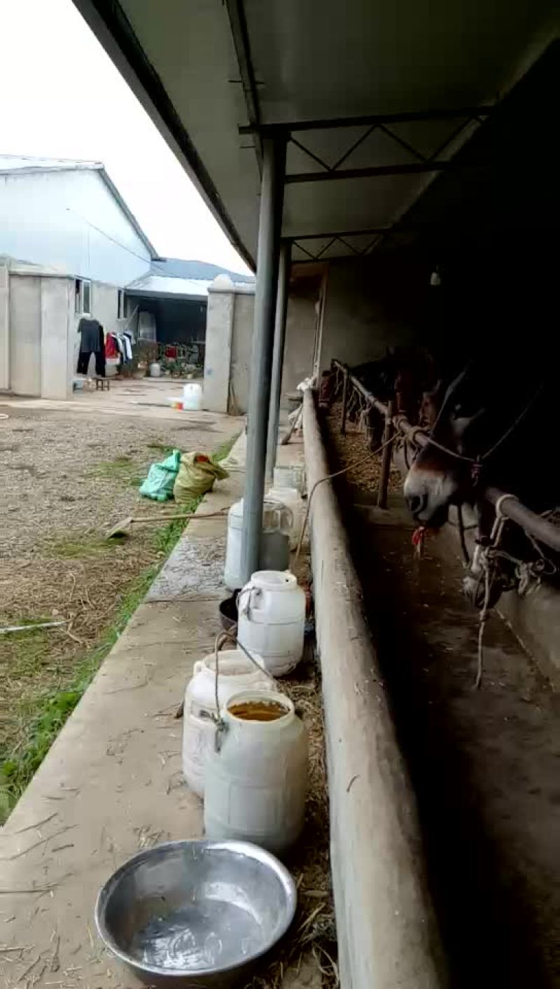 驴马骡子有需要的连系哦