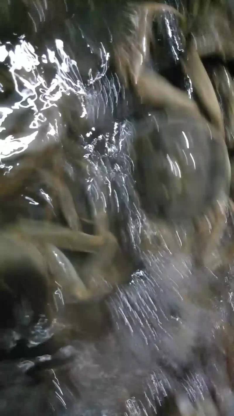 河蟹