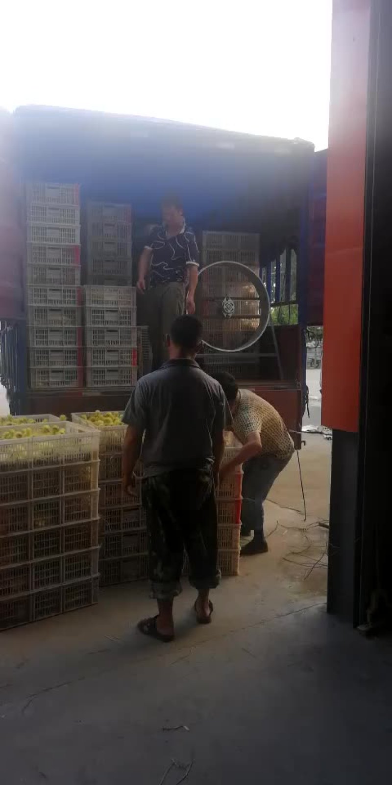 鹅苗