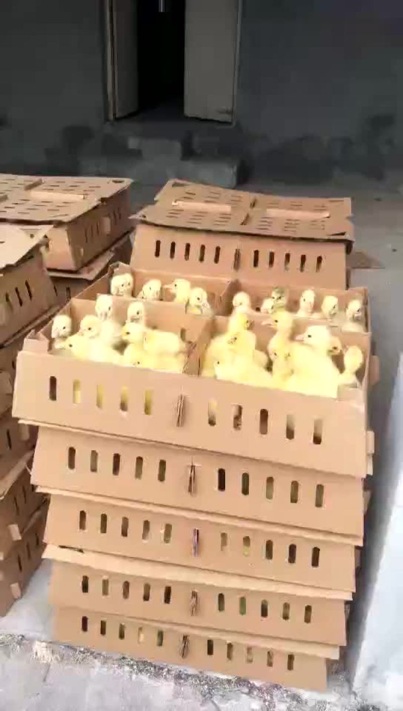 鹅苗