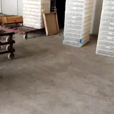 鹅苗