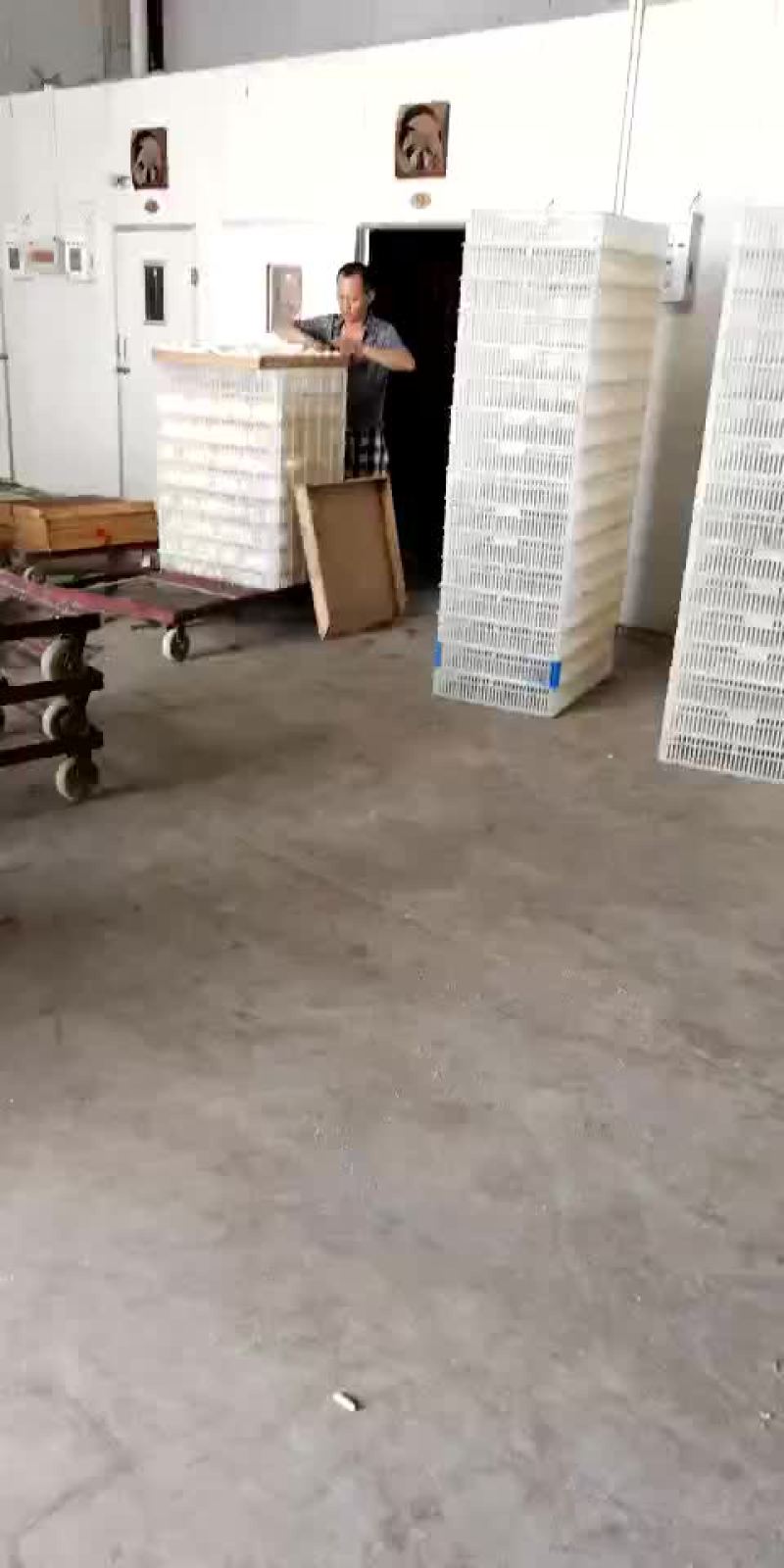 鹅苗