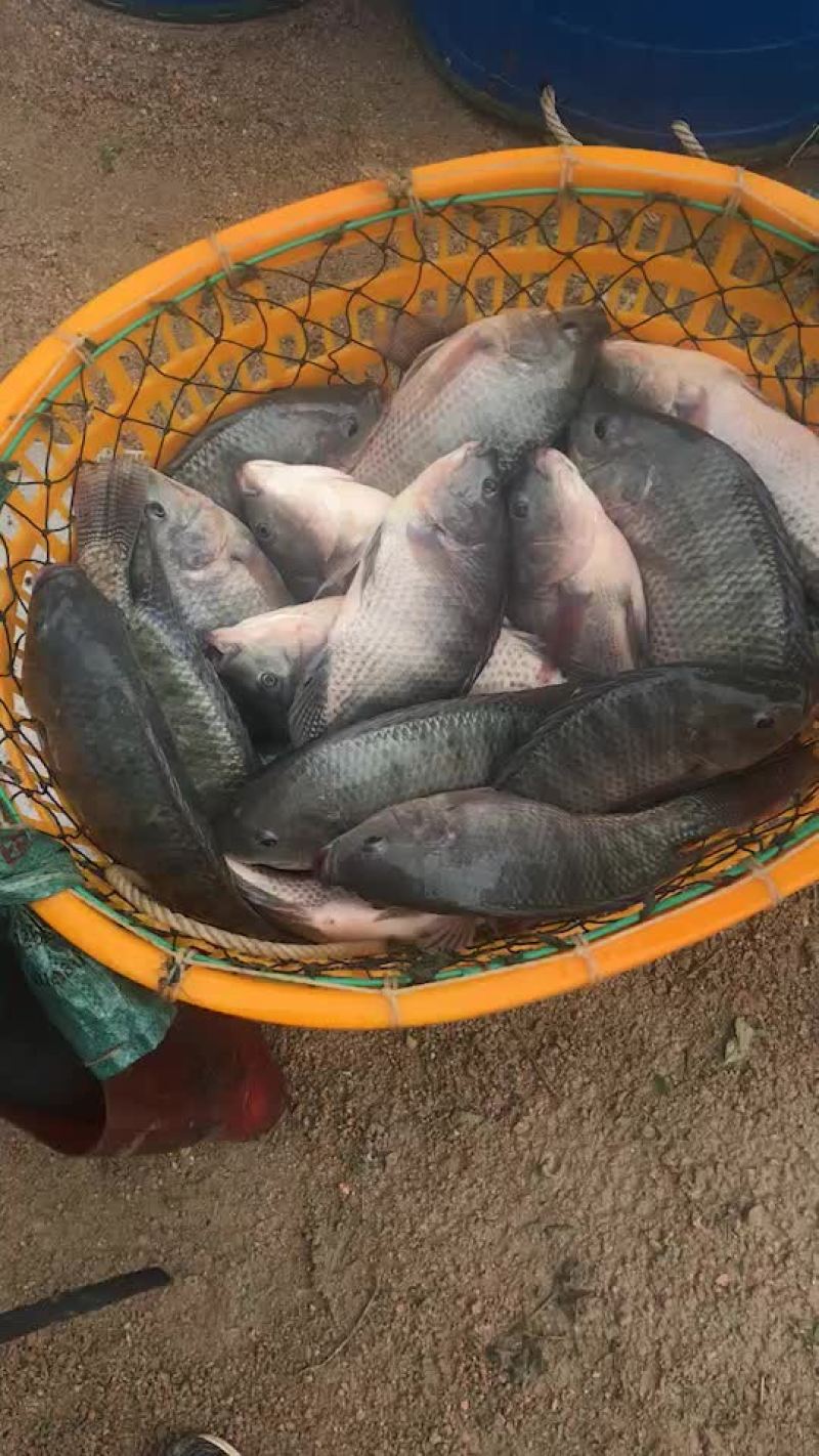 罗非鱼