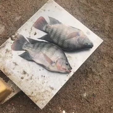 罗非鱼