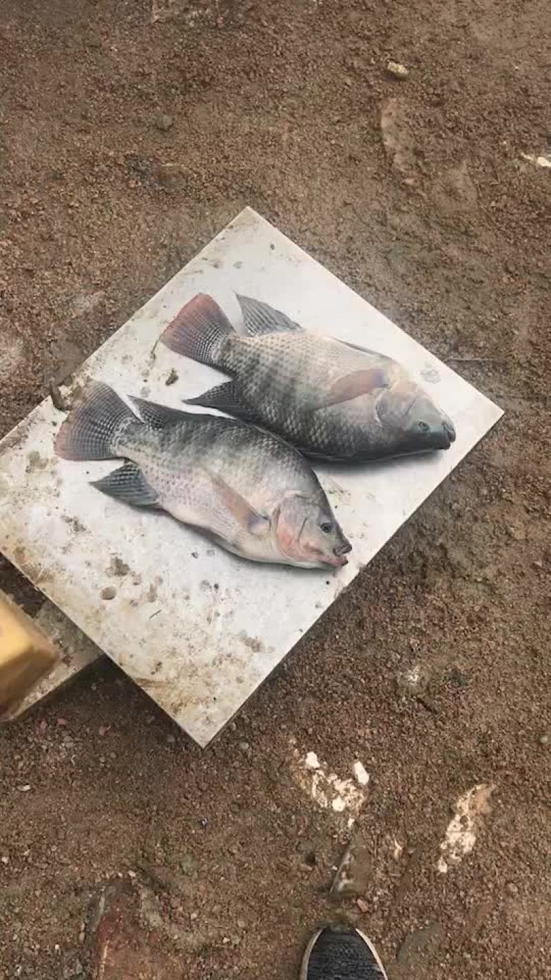 罗非鱼