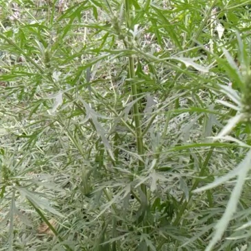益母草种子，有需要的联糸
