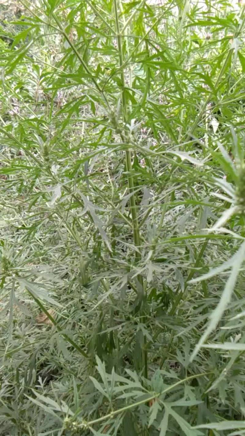 益母草种子，有需要的联糸