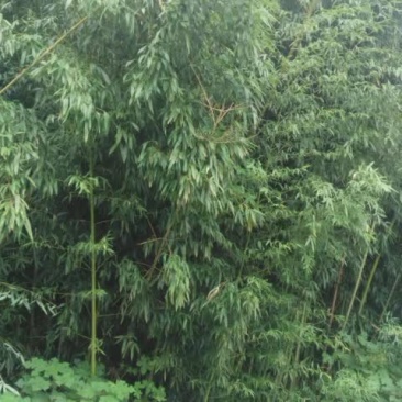 淡竹万株，拆迁急售。