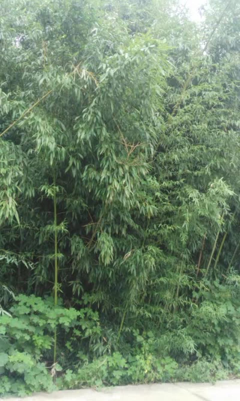 淡竹万株，拆迁急售。