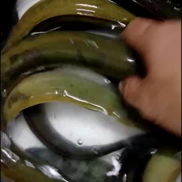 蟒头鰻