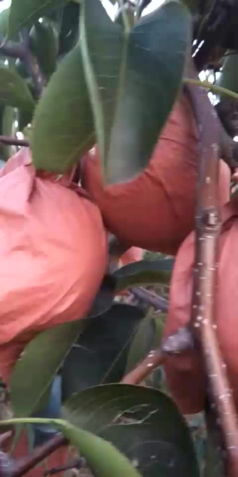 礼泉酥梨，礼泉贡梨，各种水果