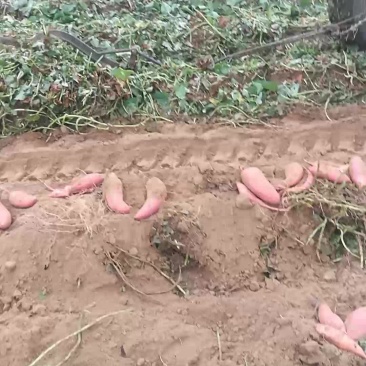 西瓜红