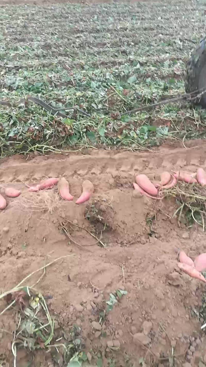 西瓜红
