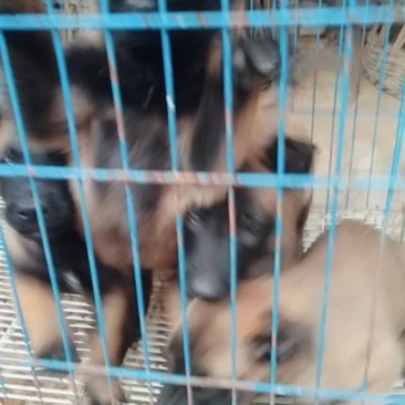 马犬