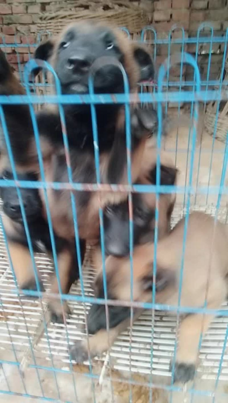 马犬