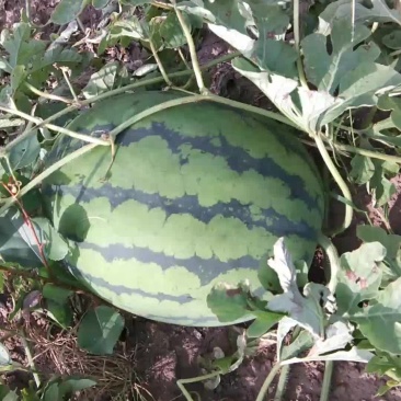 头茬西瓜