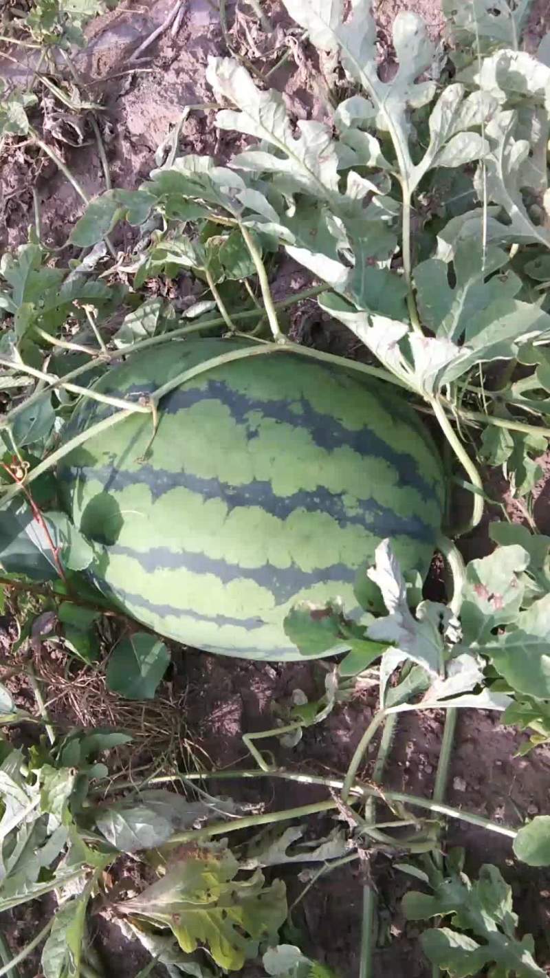 头茬西瓜