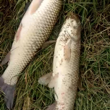 草鱼，鲤鱼，