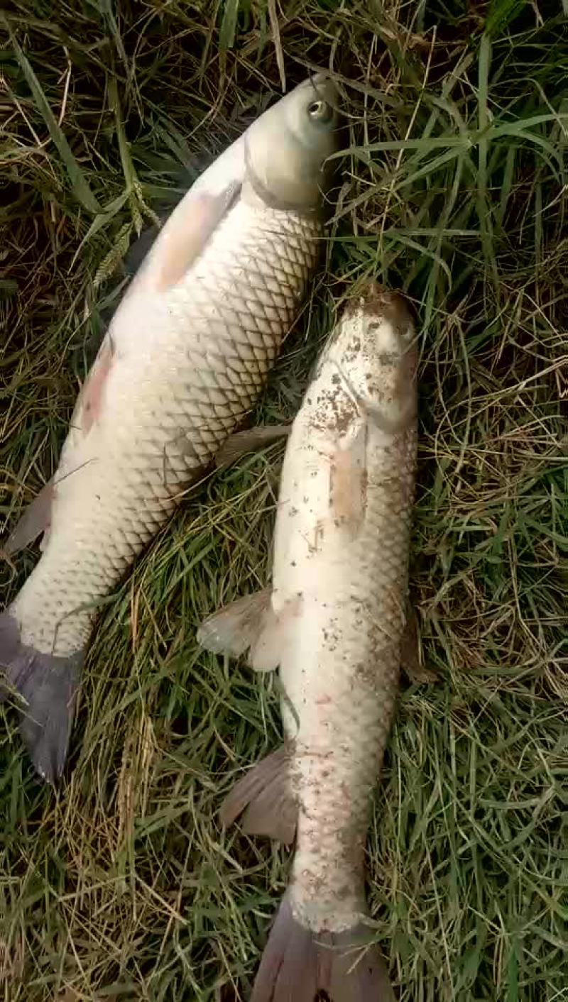 草鱼，鲤鱼，