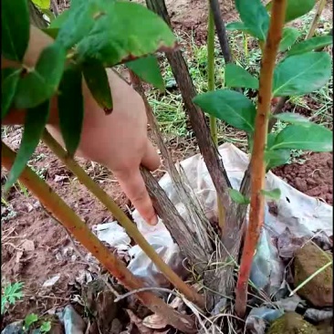 重庆渝北蓝莓树，蓝莓苗。