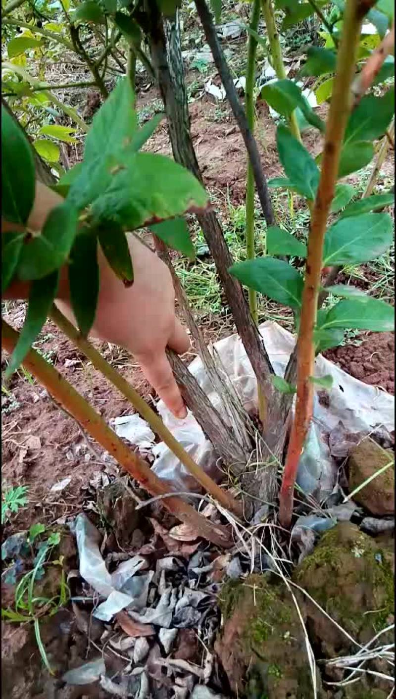 重庆渝北蓝莓树，蓝莓苗。