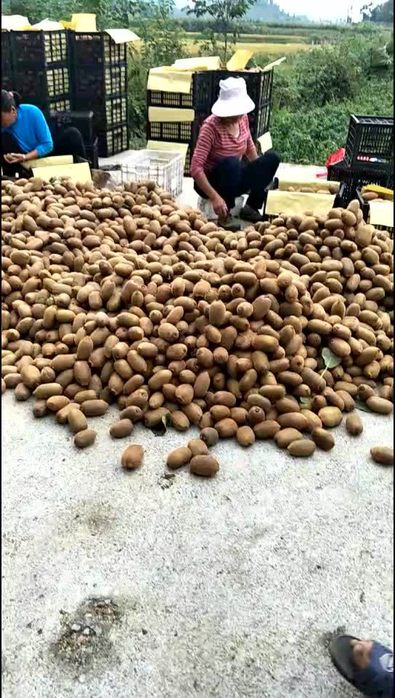 湘西永顺县松柏镇富硒猕猴桃猕猴桃