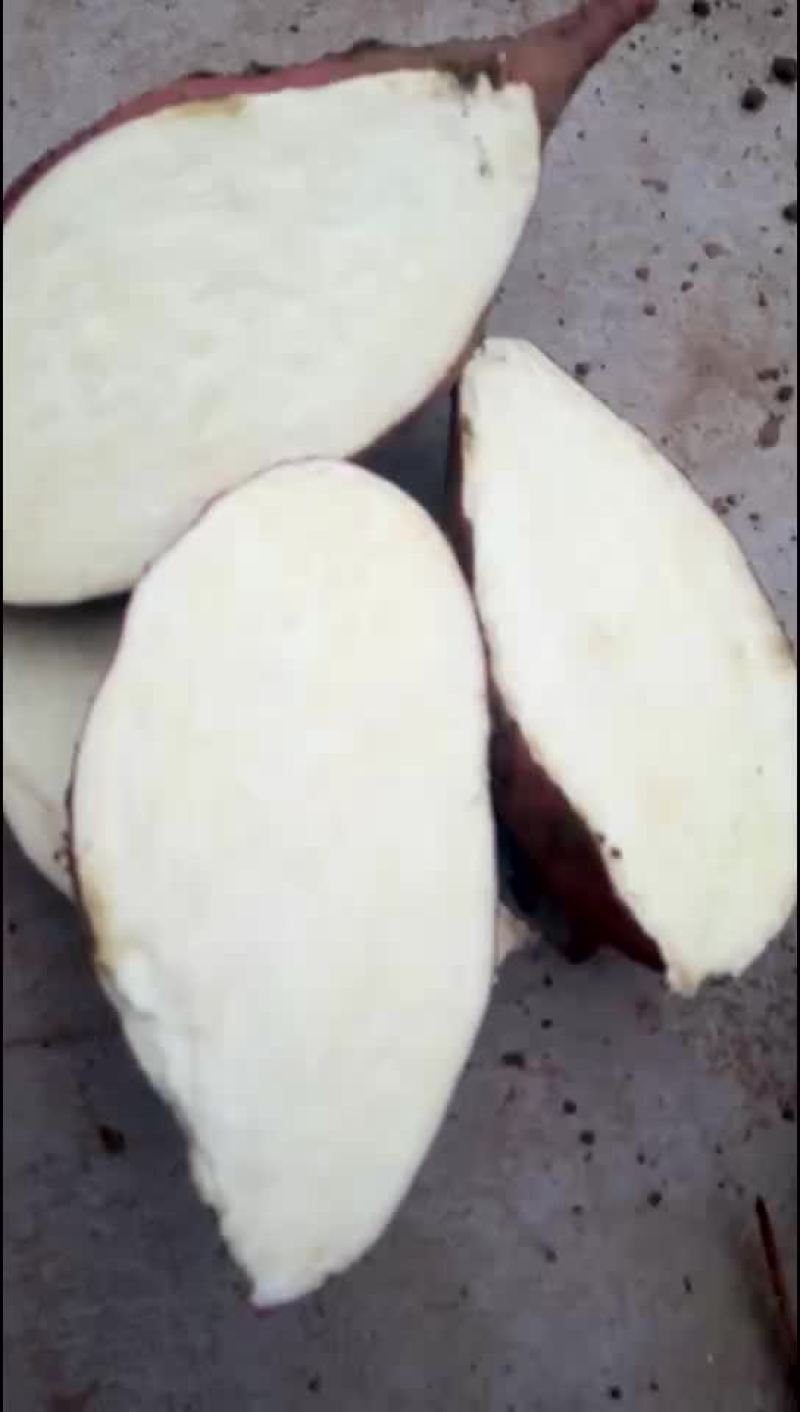 红薯