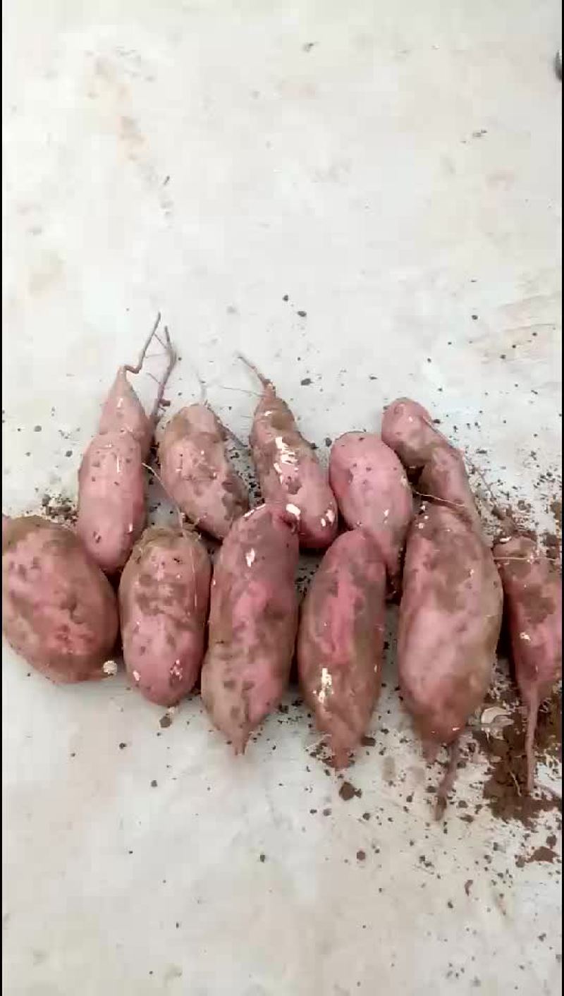 红薯