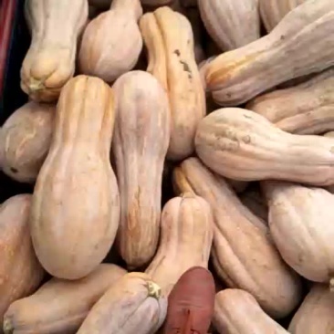 金韩秘本个大粉好