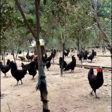 桂花树
