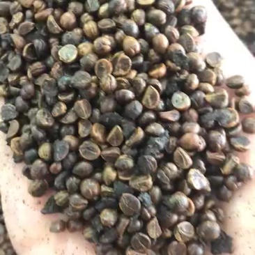 爬山虎种子