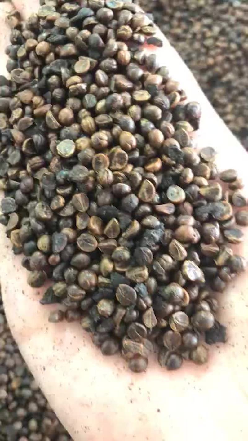 爬山虎种子