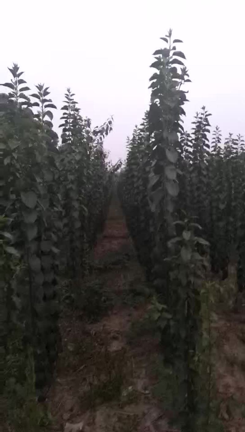 丝棉木
