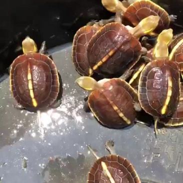 缘