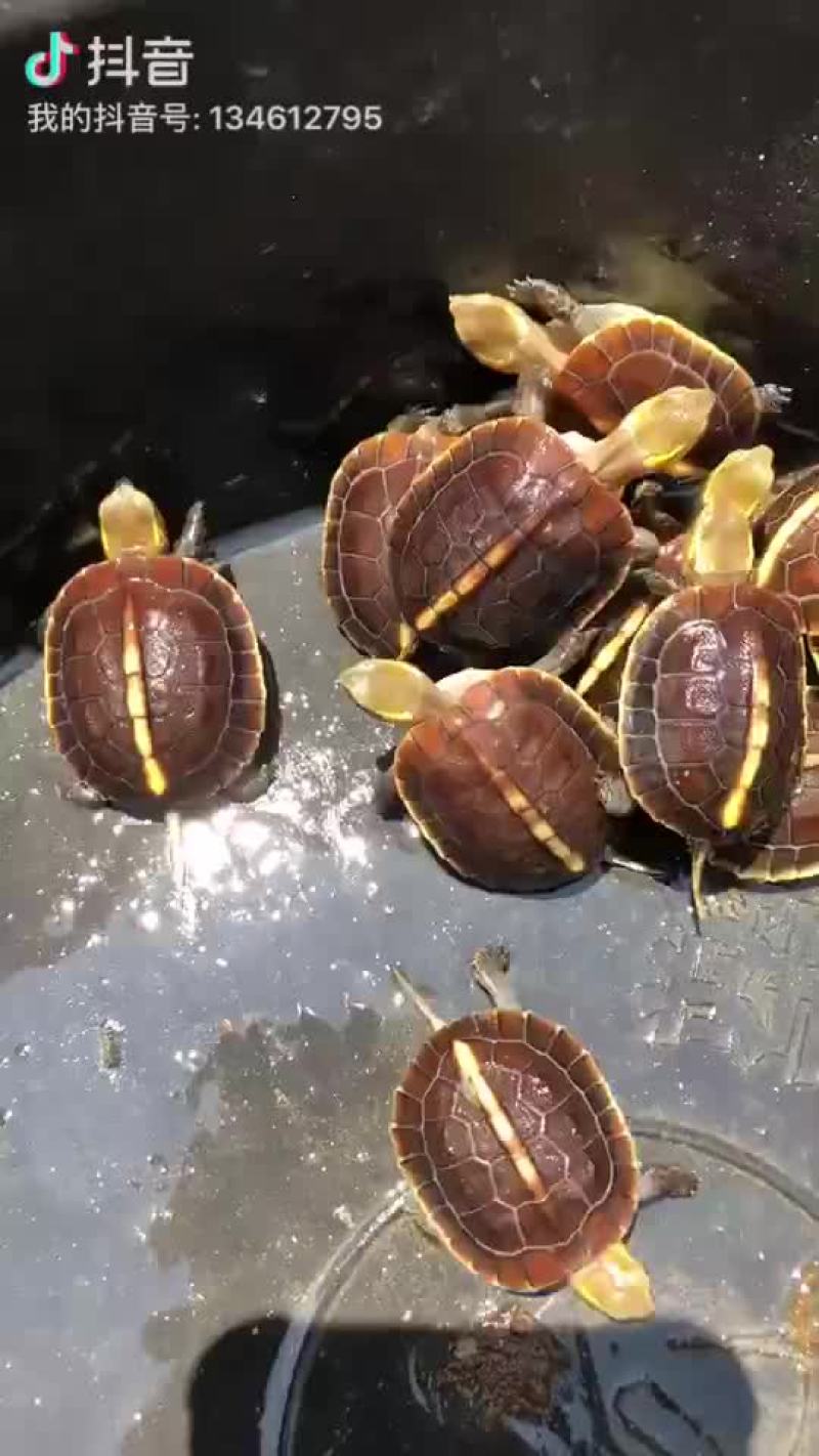 缘