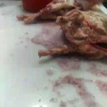 新疆肉羊