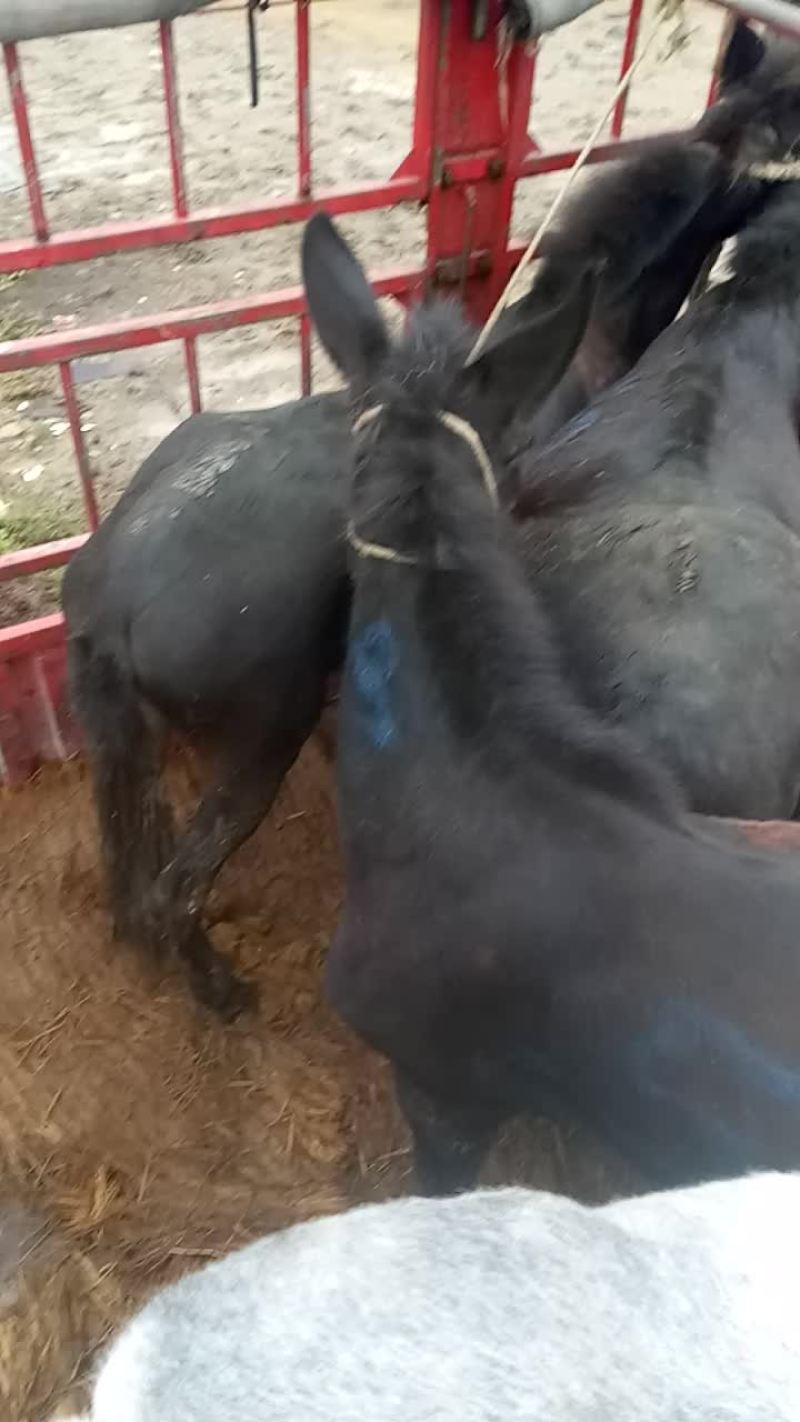 骡马驴