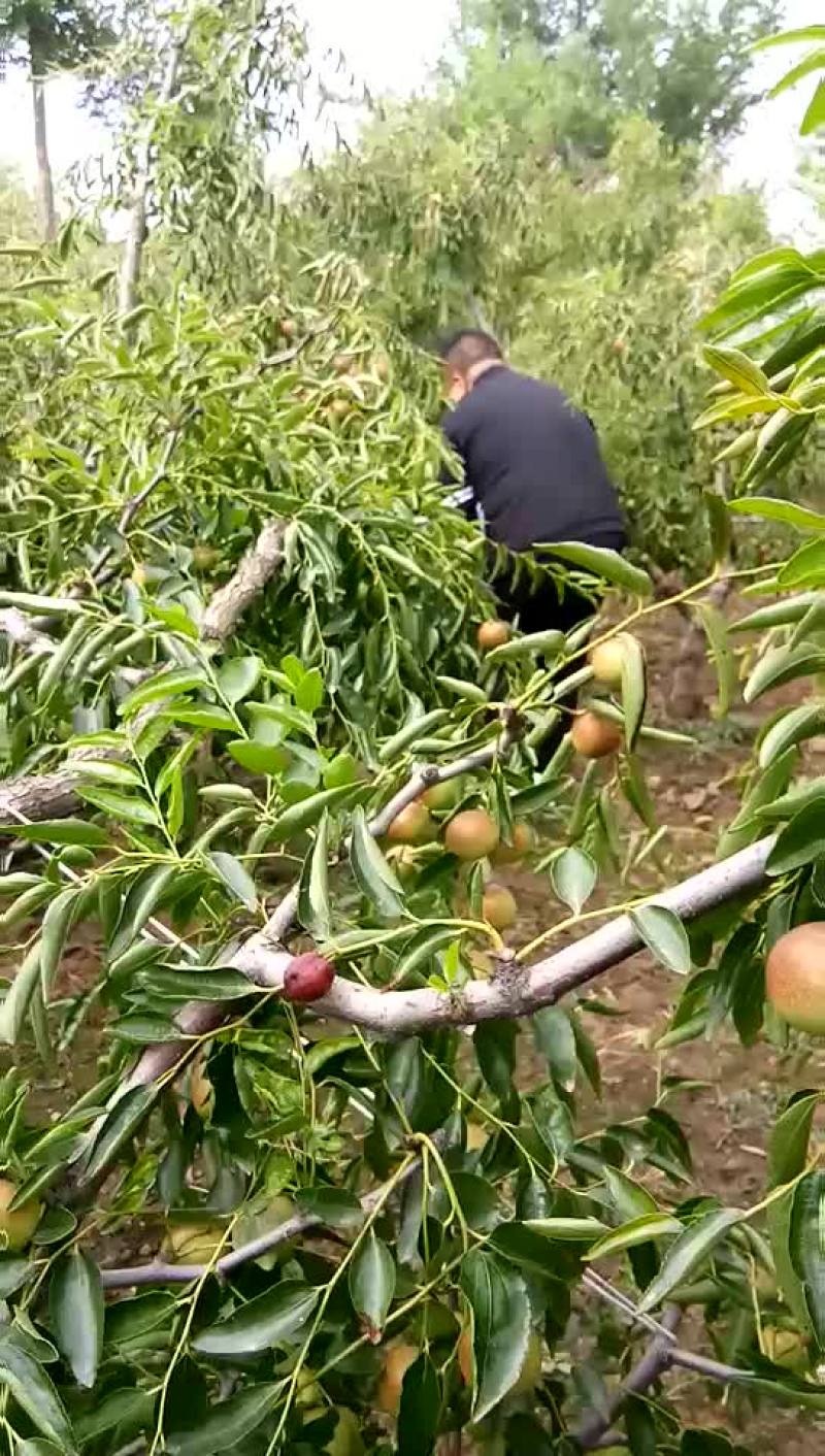 冬枣！中秋之际，极品透视。。