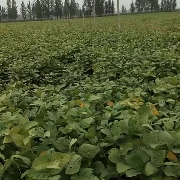 大豆，