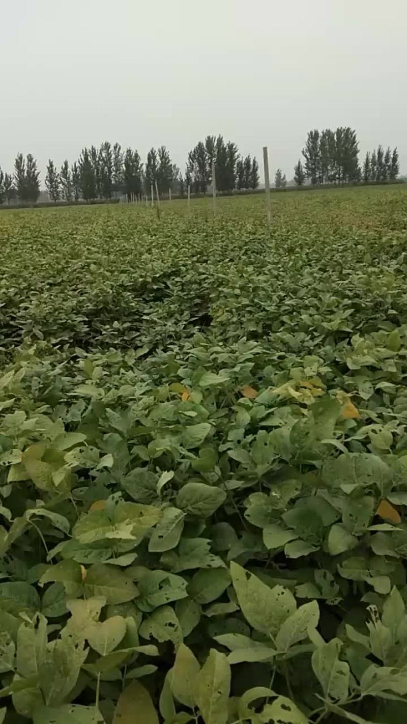 大豆，