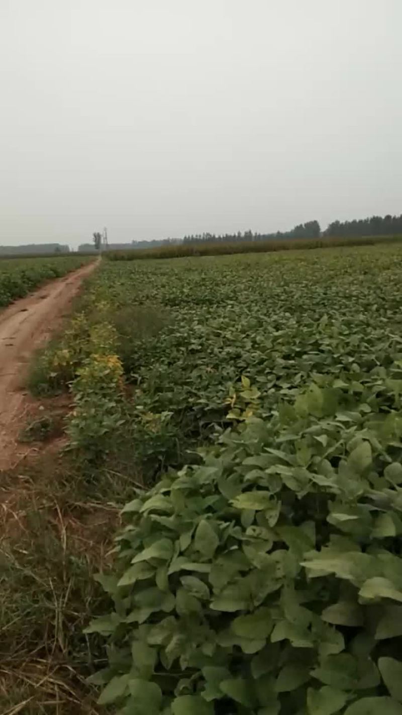 大豆，