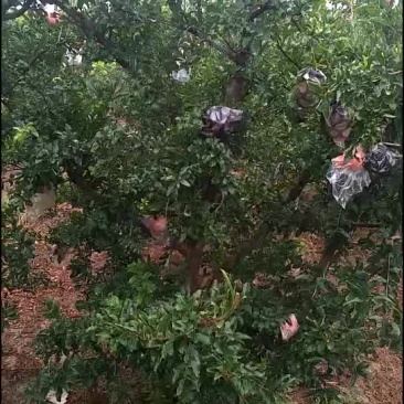 枣树石榴树